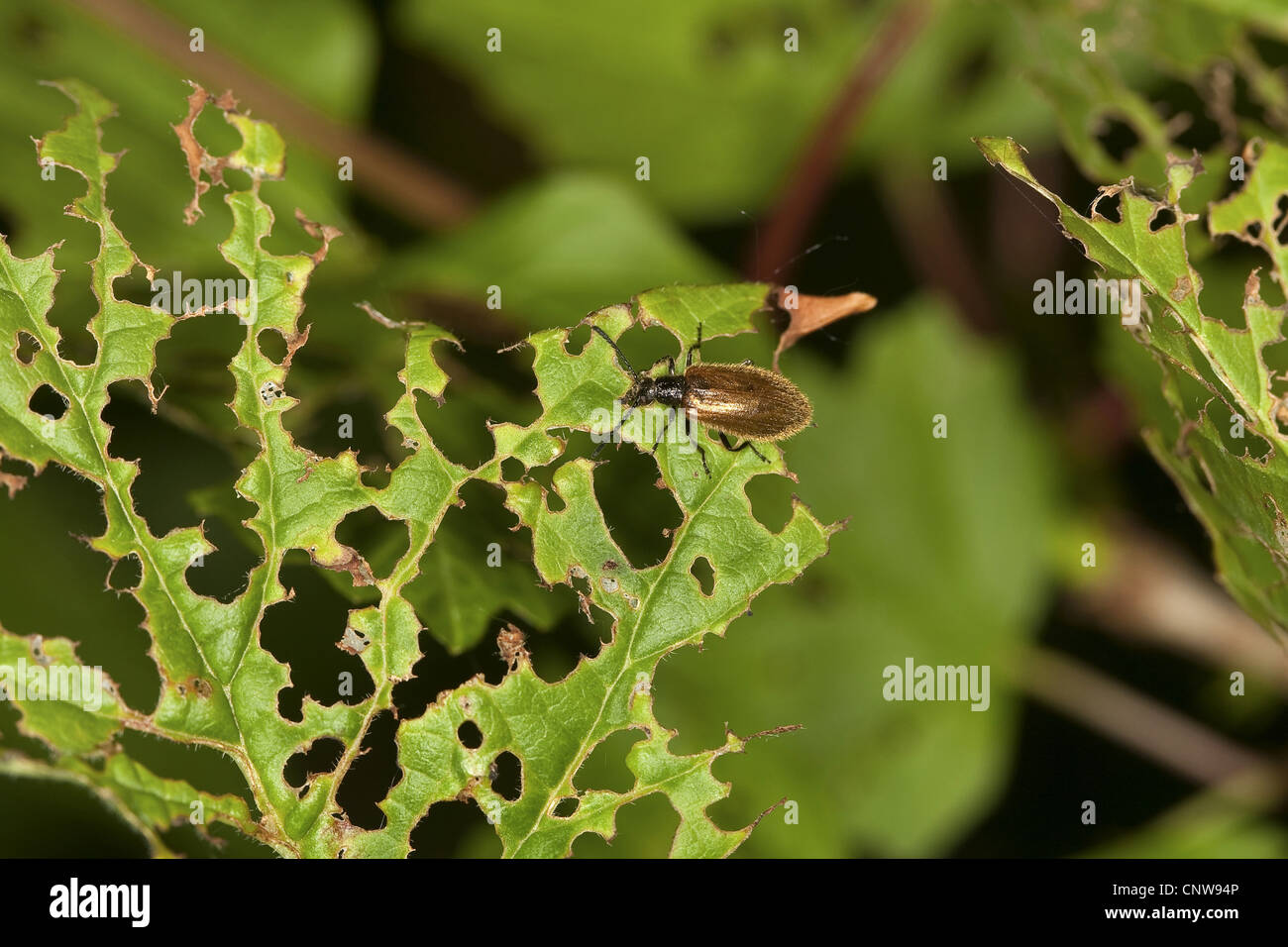 Lagria hirta (Lagria hirta), feeding on a leaf of Viburnum, Germany Stock Photo