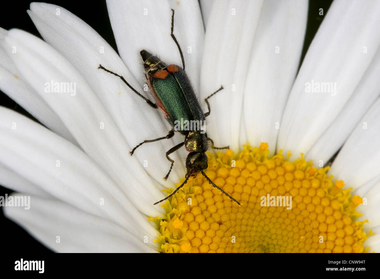 malachiid beetles, flower beetles (Cordylepherus viridis, Malachius viridis), sitting on a daisy, Germany Stock Photo