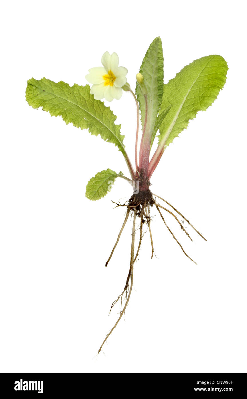 Plant flower roots hires stock photography and images Alamy