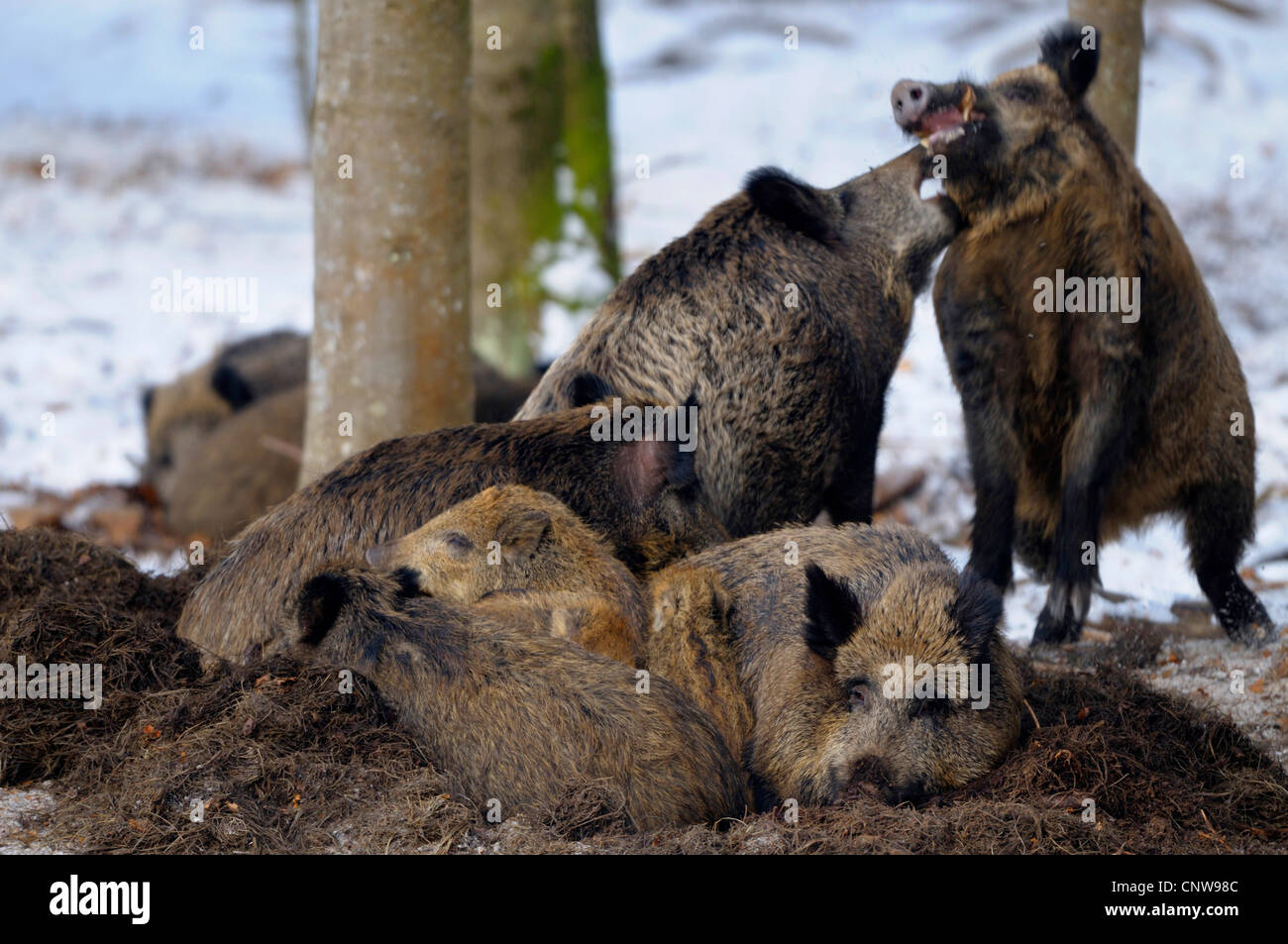 wild boar, pig, wild boar (Sus scrofa), pack in snow-covered landscape restin at a snow-free place under trees, Germany Stock Photo