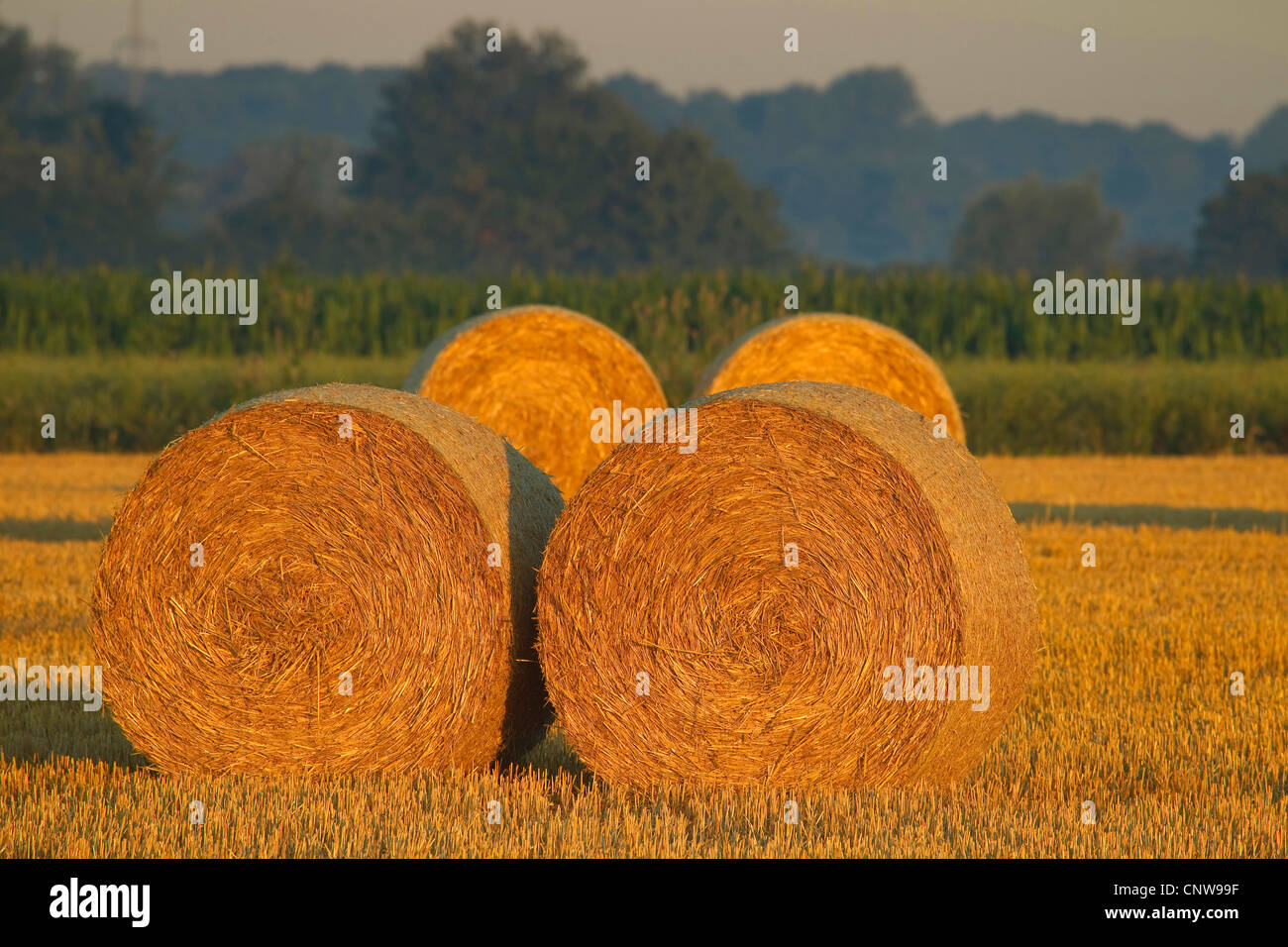 straw bales, Germany Stock Photo Alamy