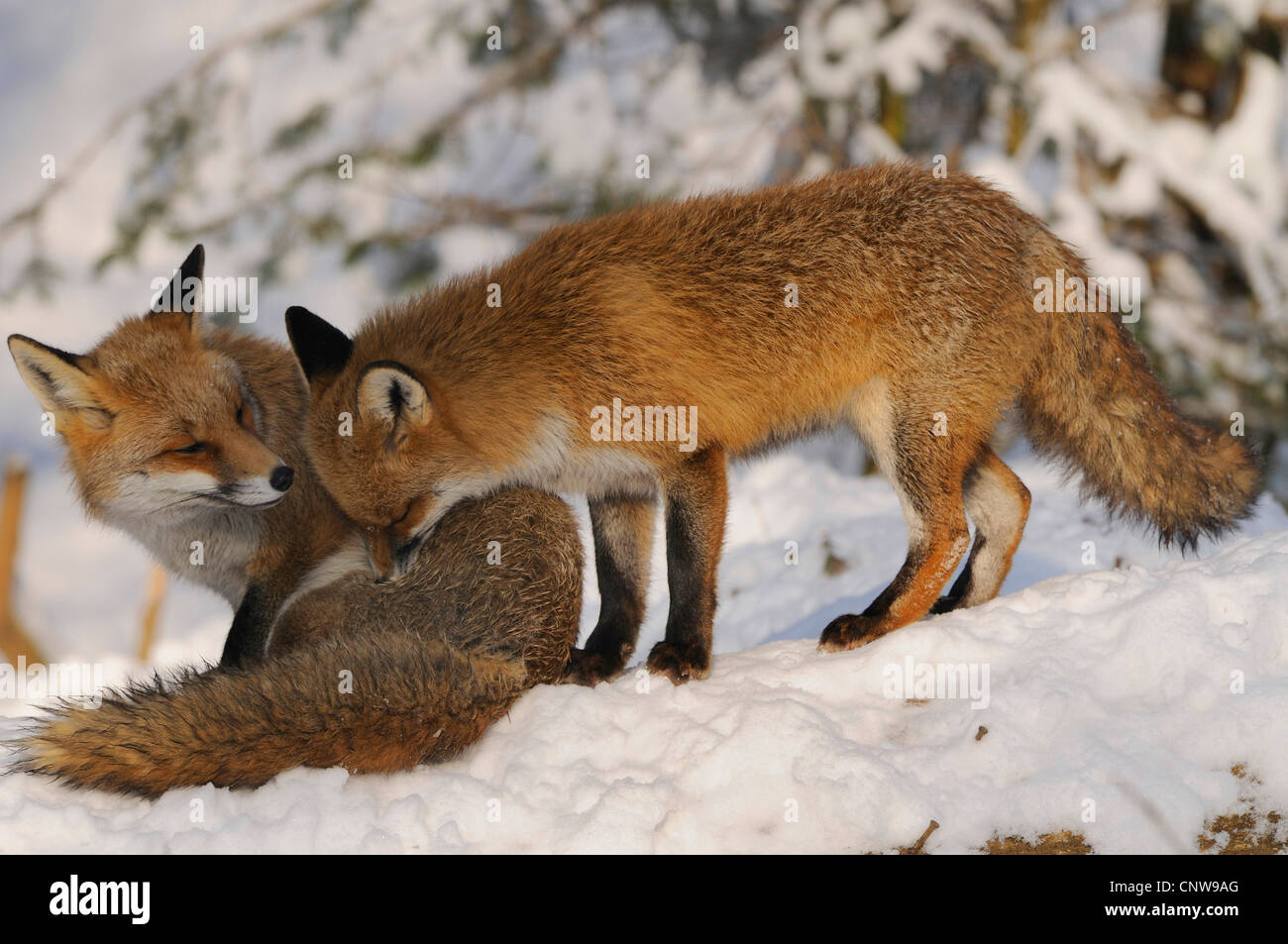 Baby fox in snow hi-res stock photography and images - Alamy