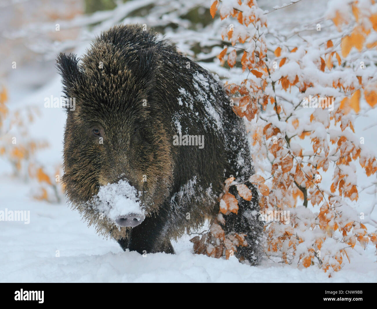 wild boar, pig, wild boar (Sus scrofa), walking through the snow whith ...