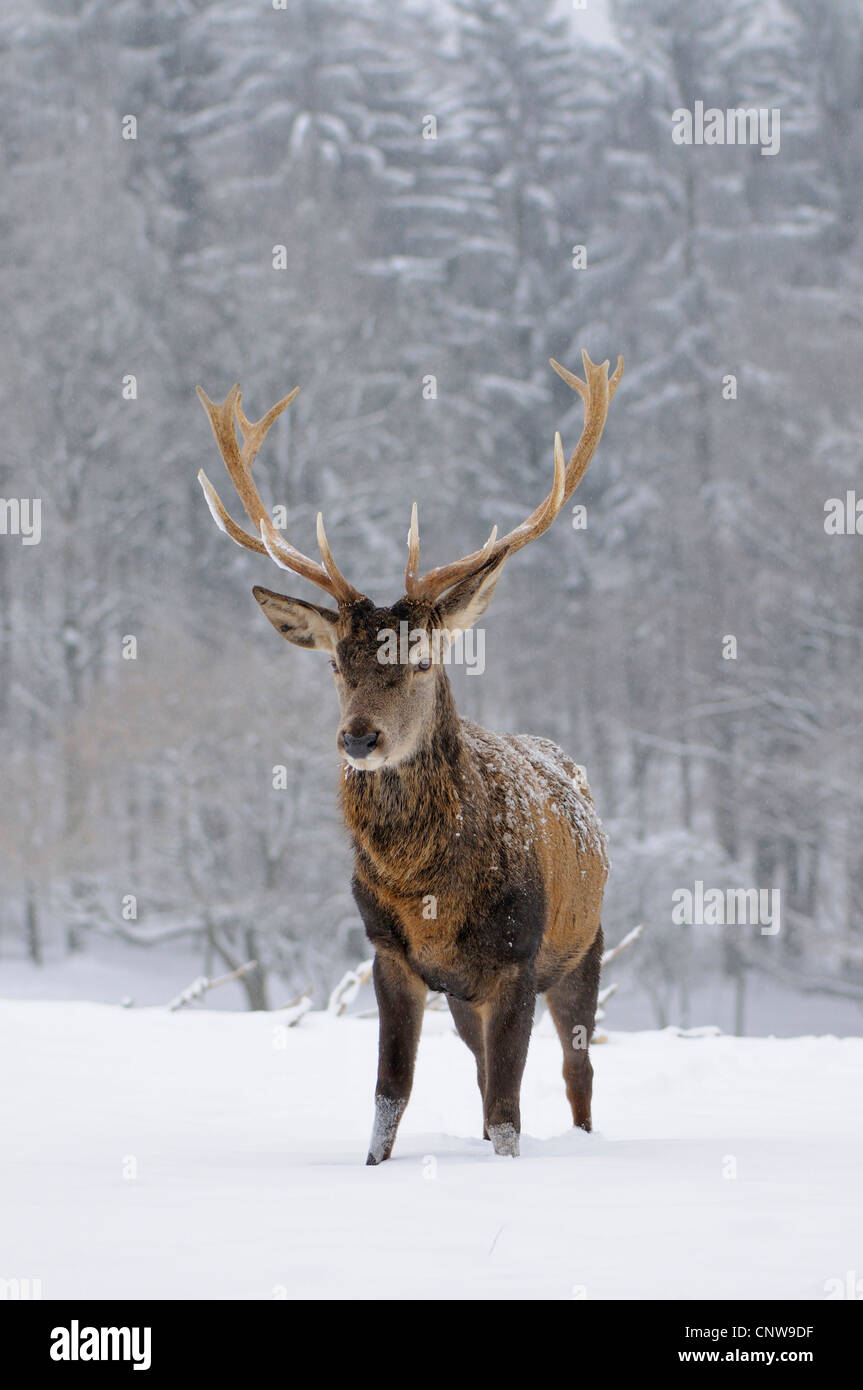 red deer (Cervus elaphus), bull standing in a snow-covered meadow close to a forest, Germany, North Rhine-Westphalia, Sauerland Stock Photo