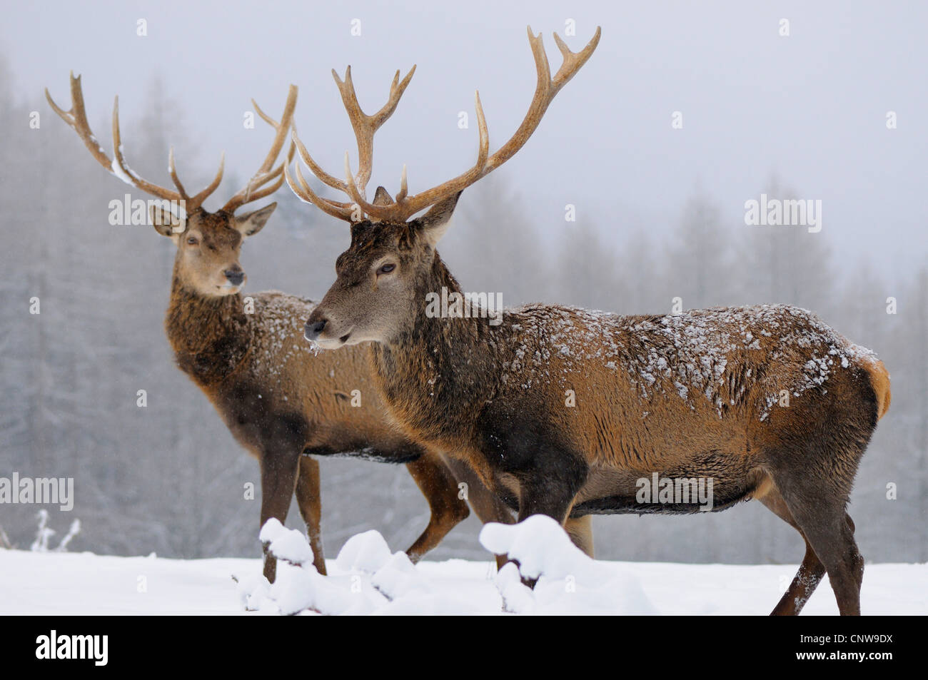 red deer (Cervus elaphus), two bulls in a snow-covered meadow close to a forest, Germany, North Rhine-Westphalia, Sauerland Stock Photo