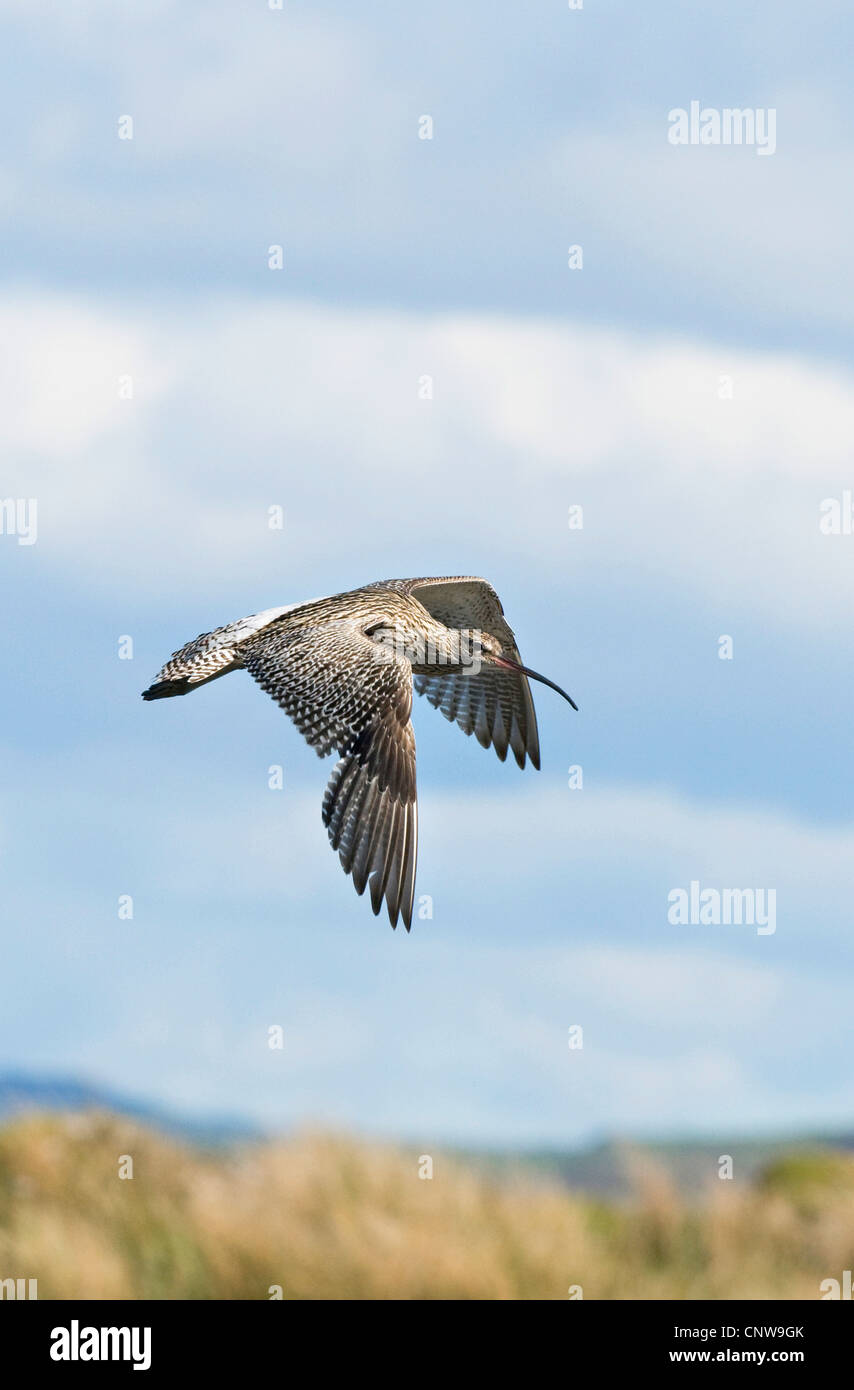 western curlew (Numenius arquata), in flight, United Kingdom, Scotland, Isle of Mull Stock Photo