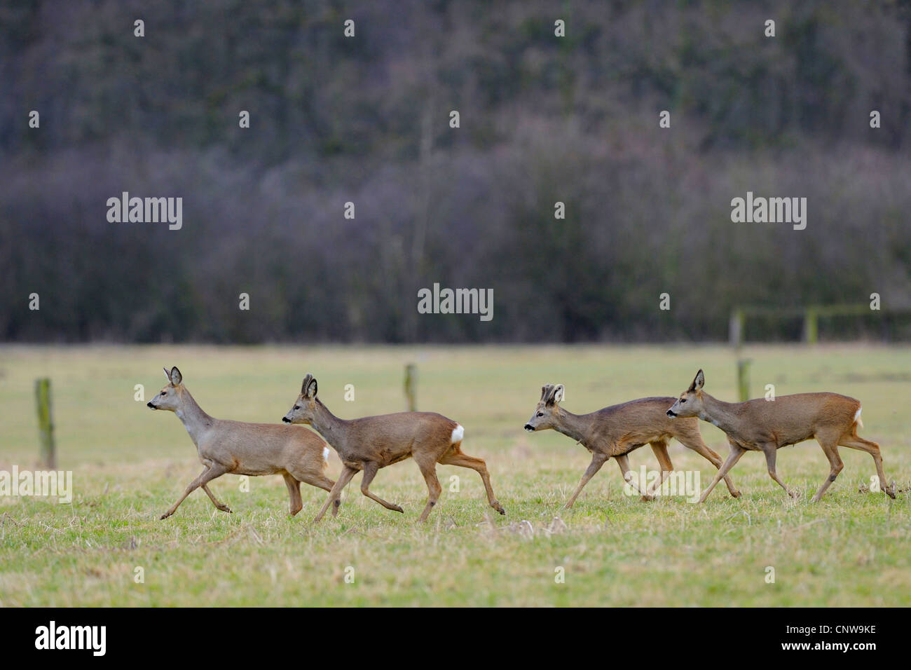roe deer (Capreolus capreolus), pack crossing a meadow, Germany Stock Photo