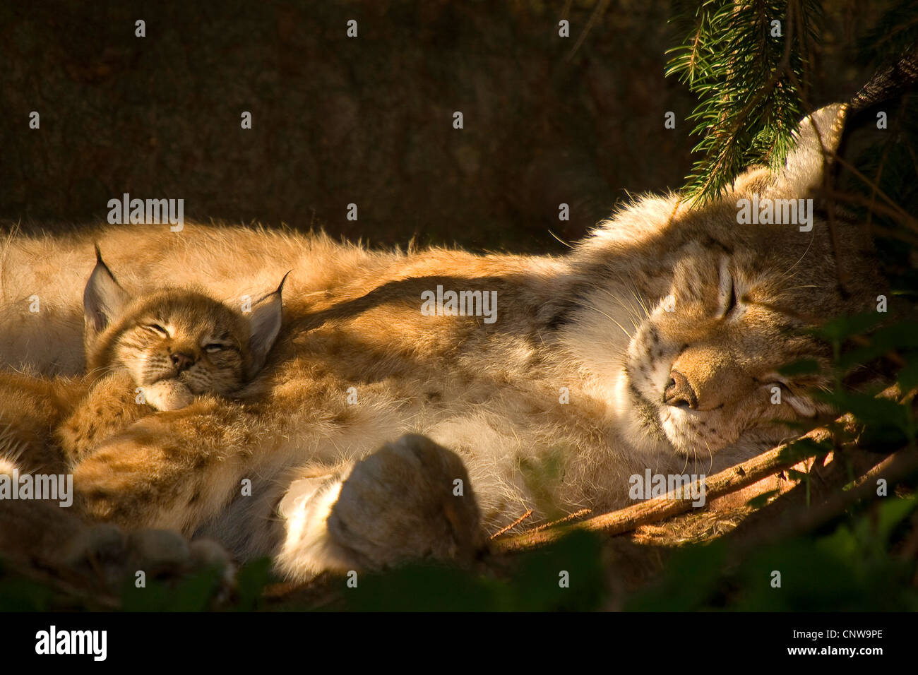 Eurasian lynx (Lynx lynx), female and cub sleeping, Germany Stock Photo