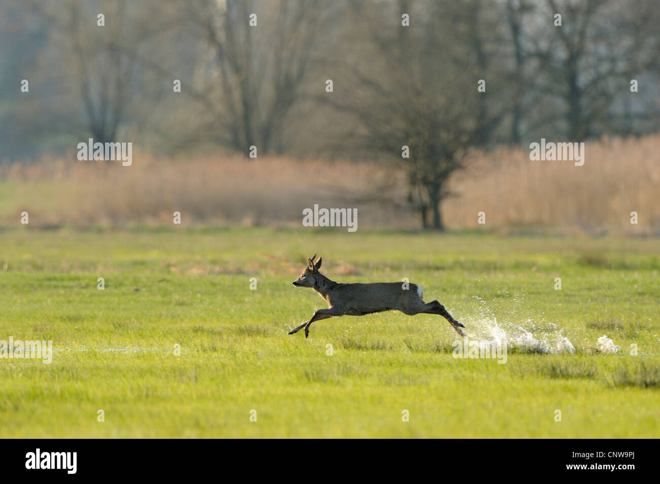 roe deer (Capreolus capreolus), buck running over a marsh meadow with the water splashing up, Germany Stock Photo