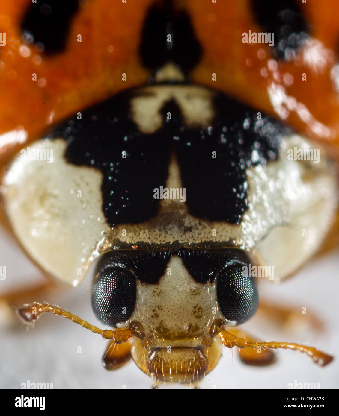 Harlequin ladybird (Harmonia axyridis), succinea form (orange with black spots).  Note characteristic white marks on protonum. Stock Photo