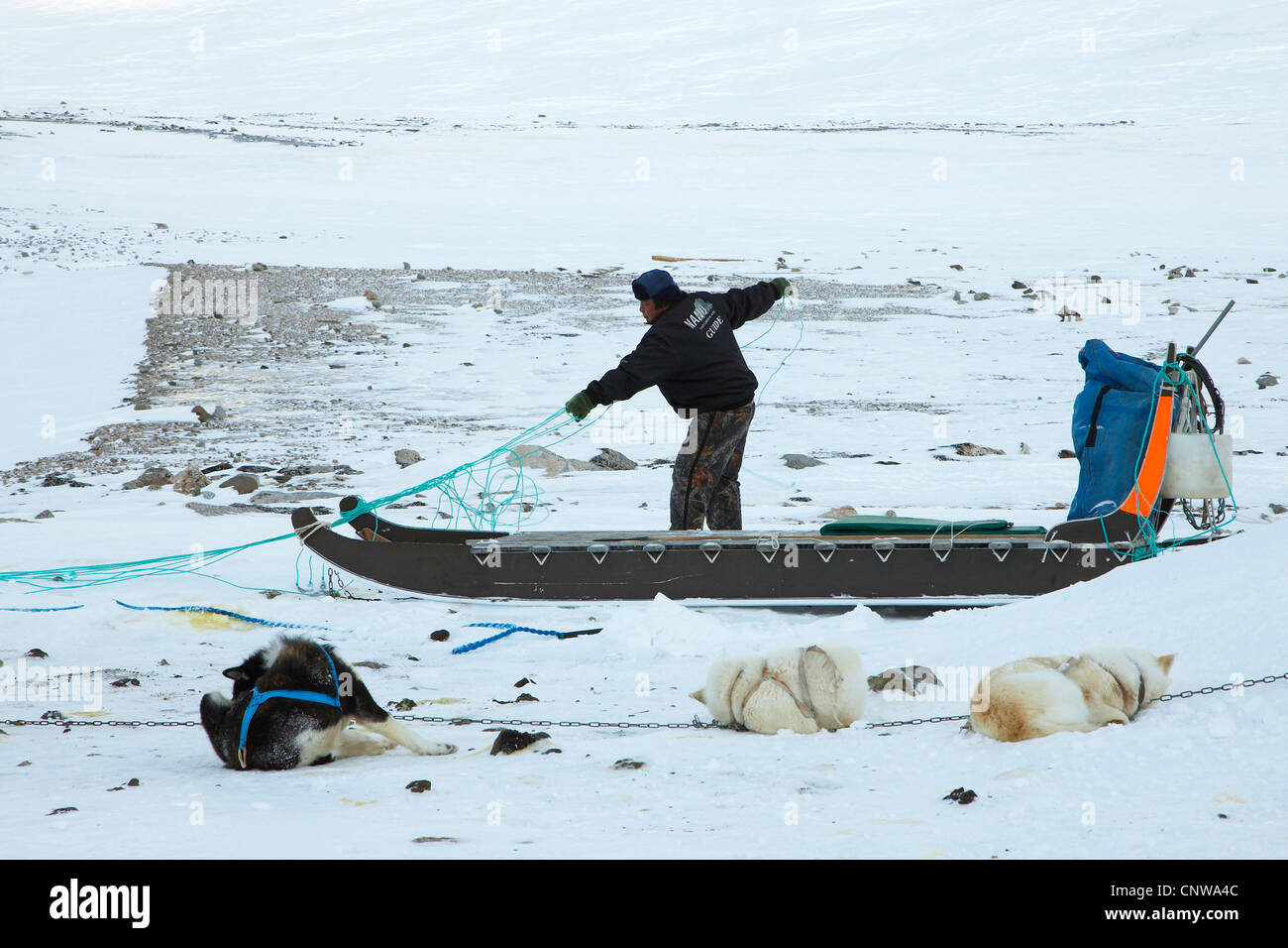 Greenland Dog (Canis lupus f. familiaris), Inuit hunter preparing dog sledge ride, Greenland, Ostgroenland, Tunu, Kalaallit Nunaat, Liverpool Land, Kap Hoegh Stock Photo