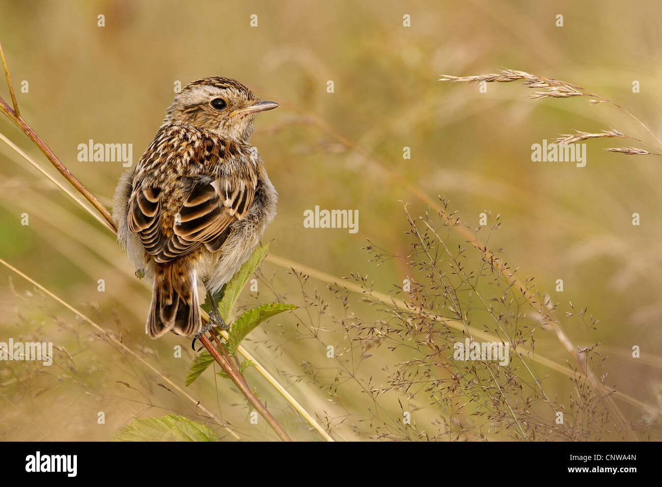 whinchat (Saxicola rubetra), young one sitting on a sprout, Germany, North Rhine-Westphalia, Westerwald Stock Photo