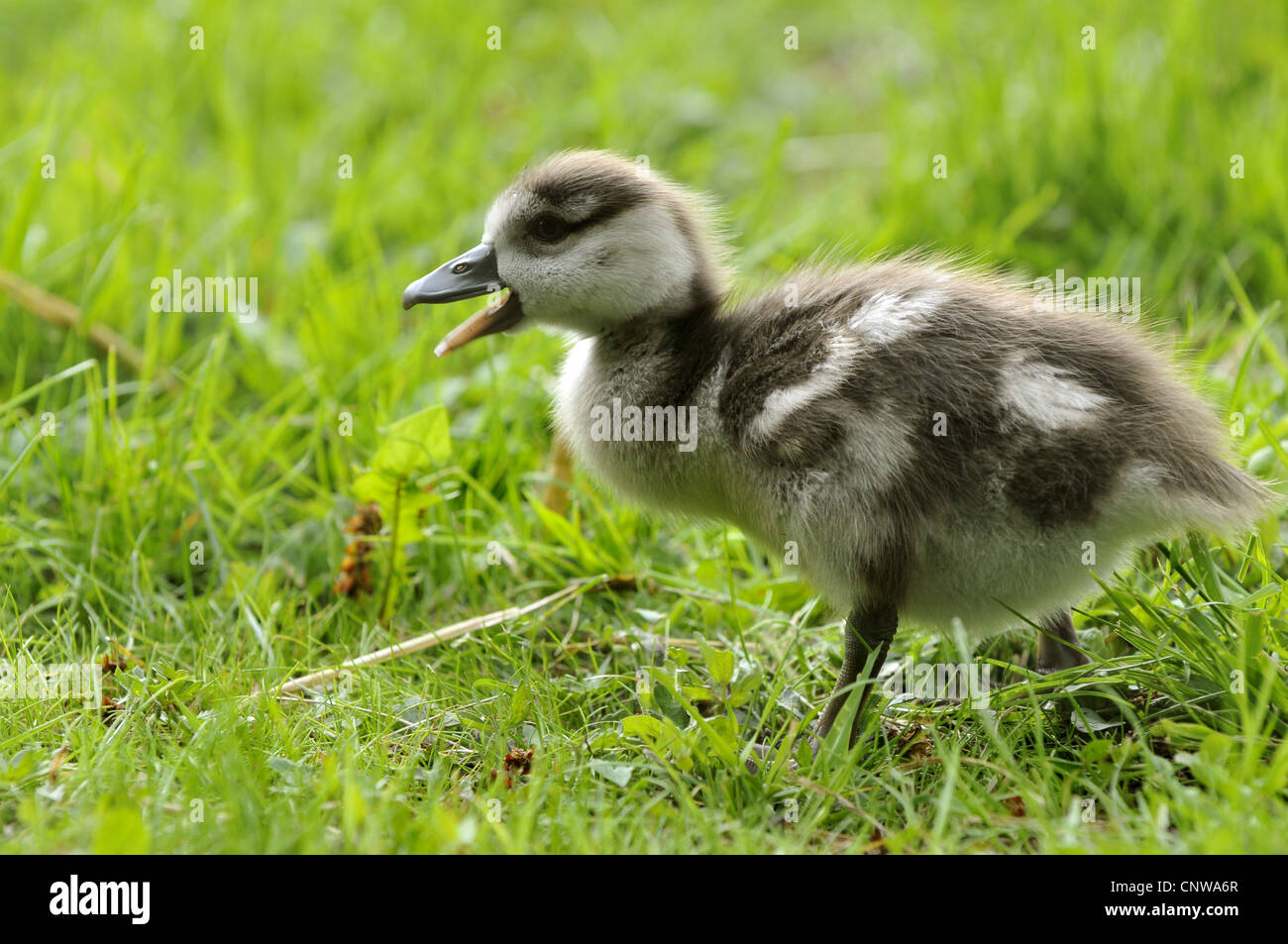 Egyptian goose (Alopochen aegyptiacus), calling chick in a meadow, Germany Stock Photo