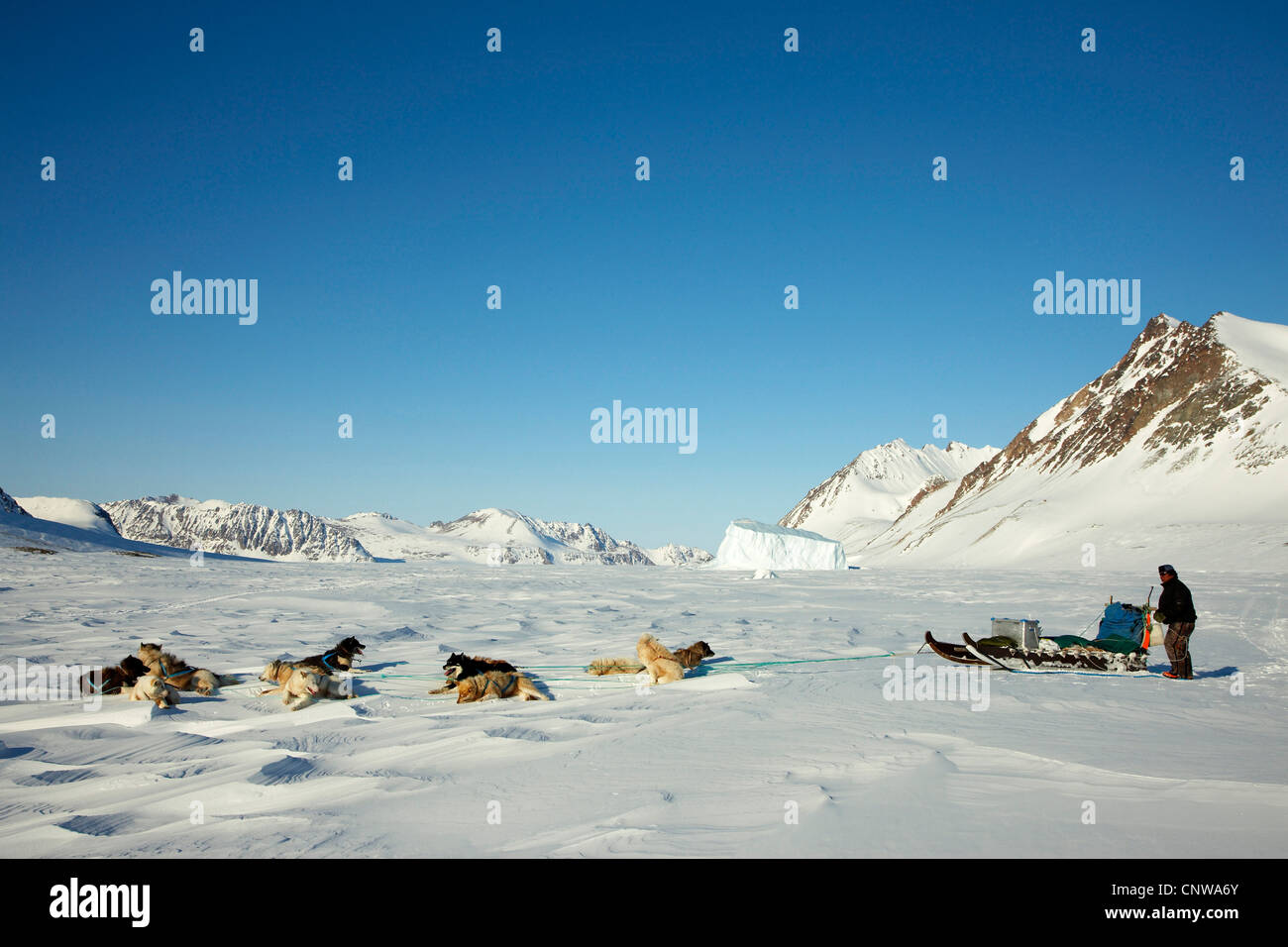 Greenland Dog (Canis lupus f. familiaris), resting dog sled, Greenland, Ostgroenland, Tunu, Kalaallit Nunaat, Liverpool Land, Lillefjord Stock Photo