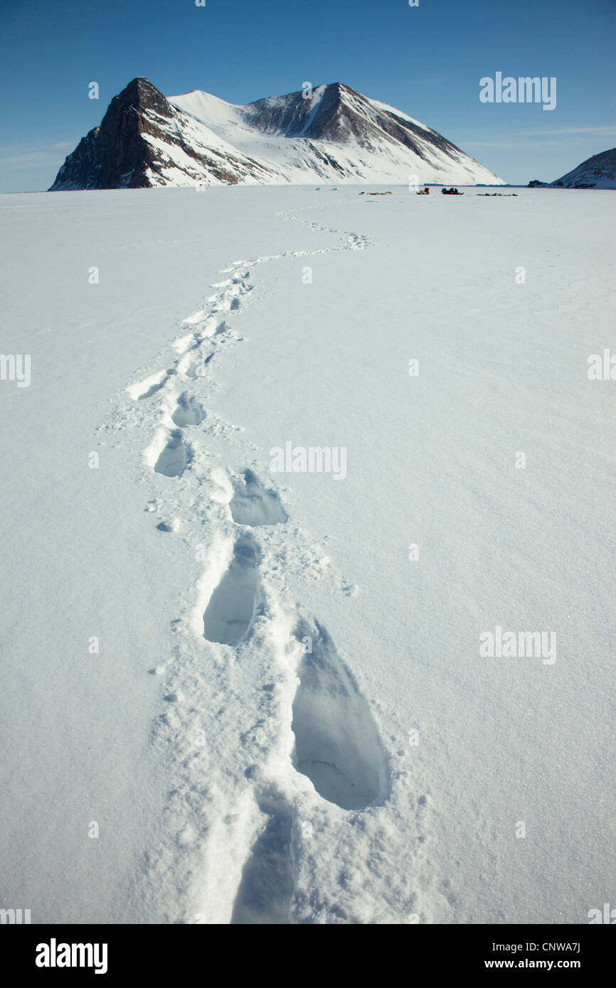 deep footprints in a snow field coming from an expedition camp, Greenland, Ostgroenland, Tunu, Kalaallit Nunaat, Liverpool Land Stock Photo