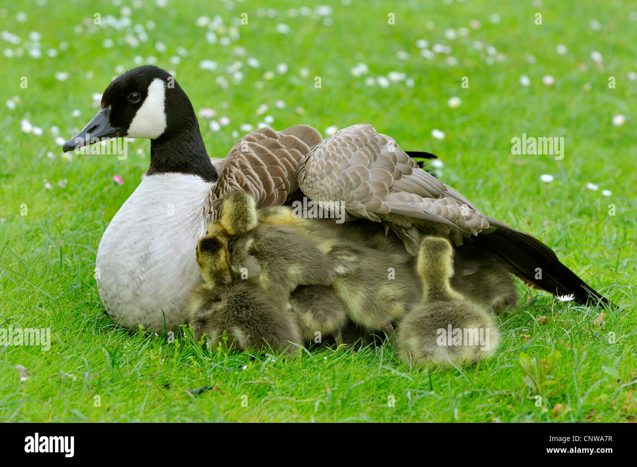 canada goose animal protection canada goose animal protection