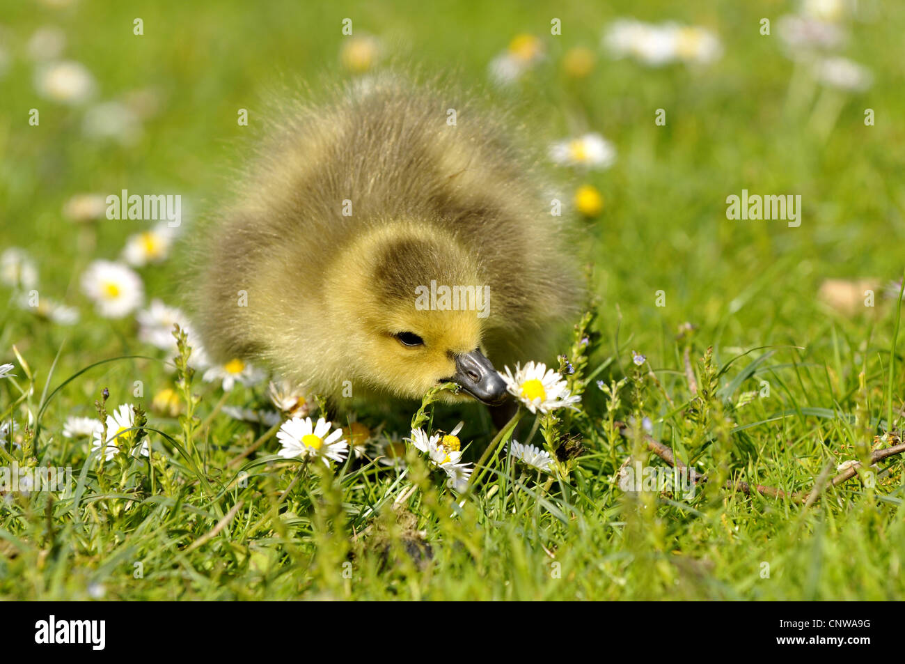 Canada goose (Branta canadensis), chick pecking an English daisy, Germany Stock Photo