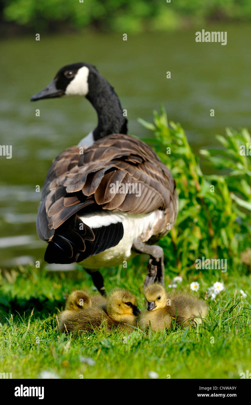 canada goose germany address