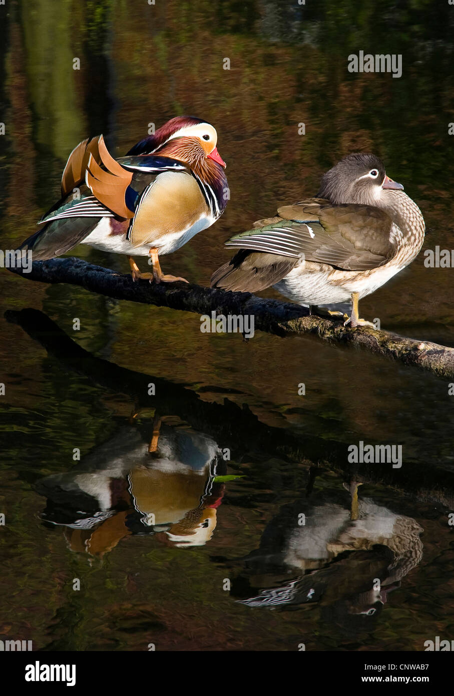 Male female mandarin duck on hi-res stock photography and images - Alamy