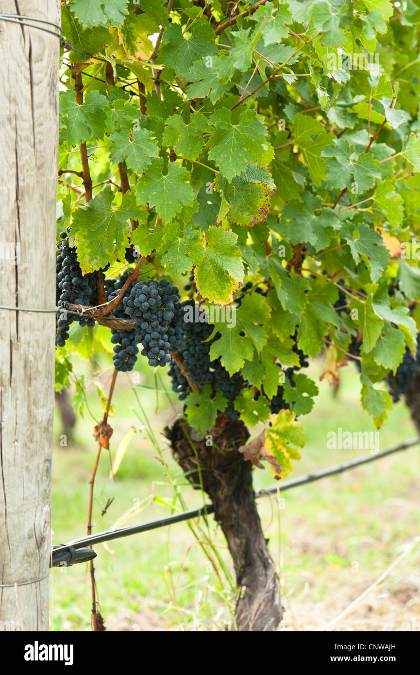 Ripe red wine grapes right before harvest in the summer sun Stock Photo