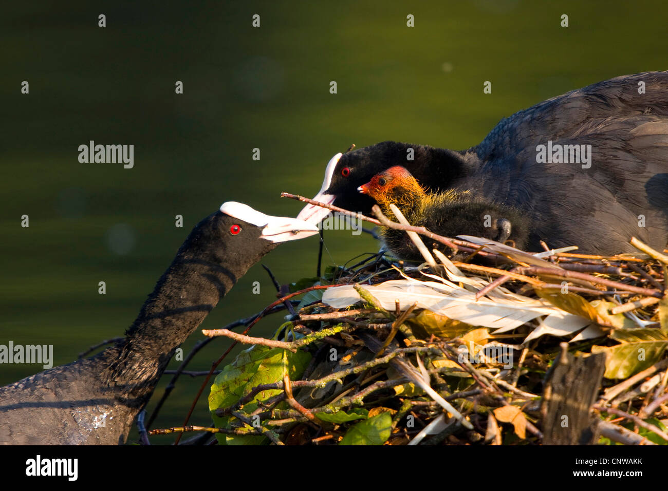 black coot (Fulica atra), adult and chick sitting on the nest in a quiet water, partner brings food, Switzerland Stock Photo