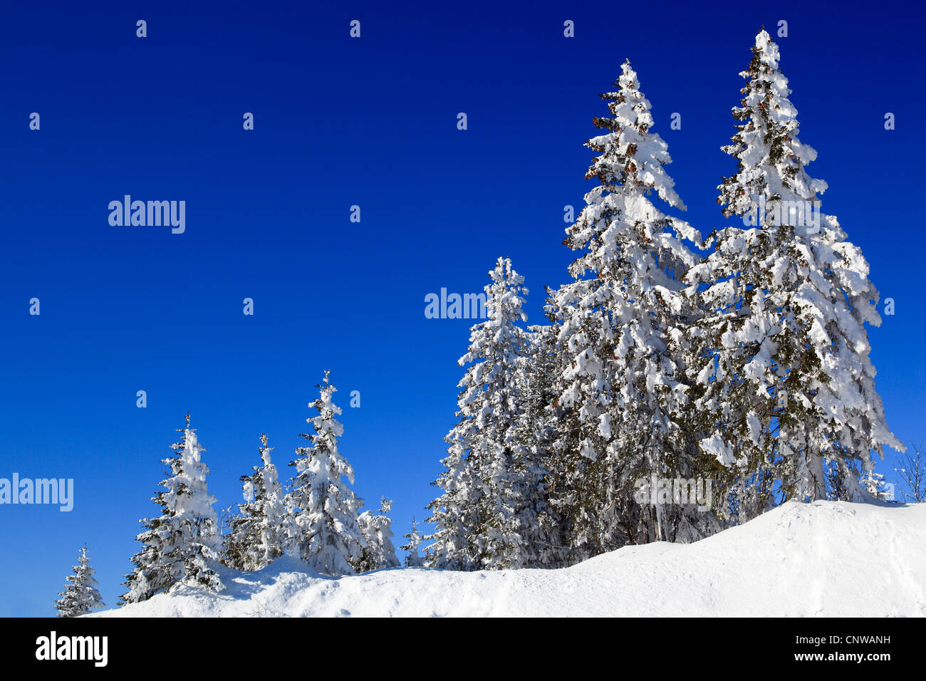 Norway spruce (Picea abies), snow-covered spruces in the foothills of the Alps, Switzerland, Gurnigel Stock Photo