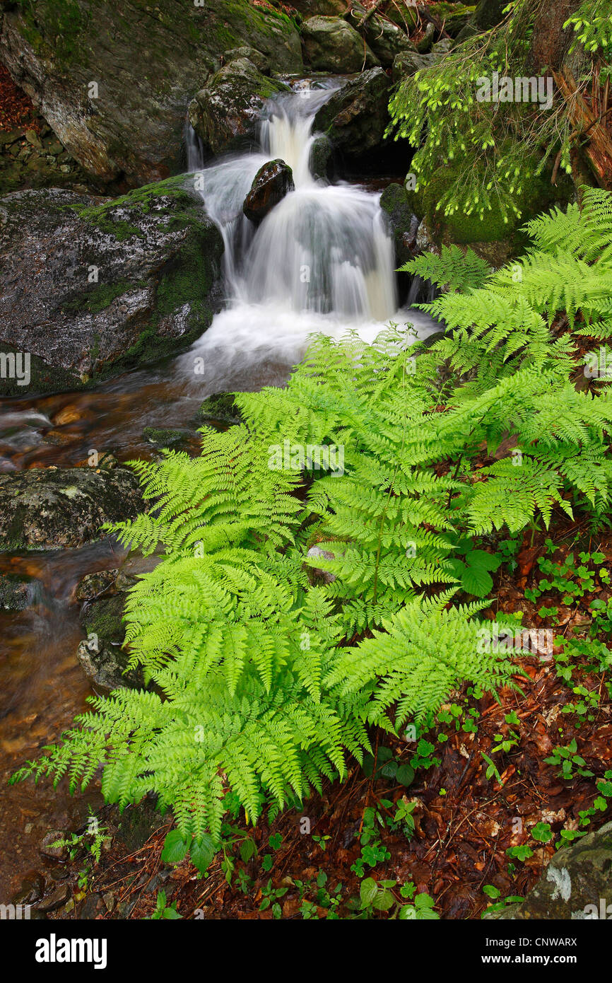 broad buckler-fern (Dryopteris dilatata), Mountain Stream Hoellbach, Germany, Bavaria, Bavarian Forest National Park Stock Photo