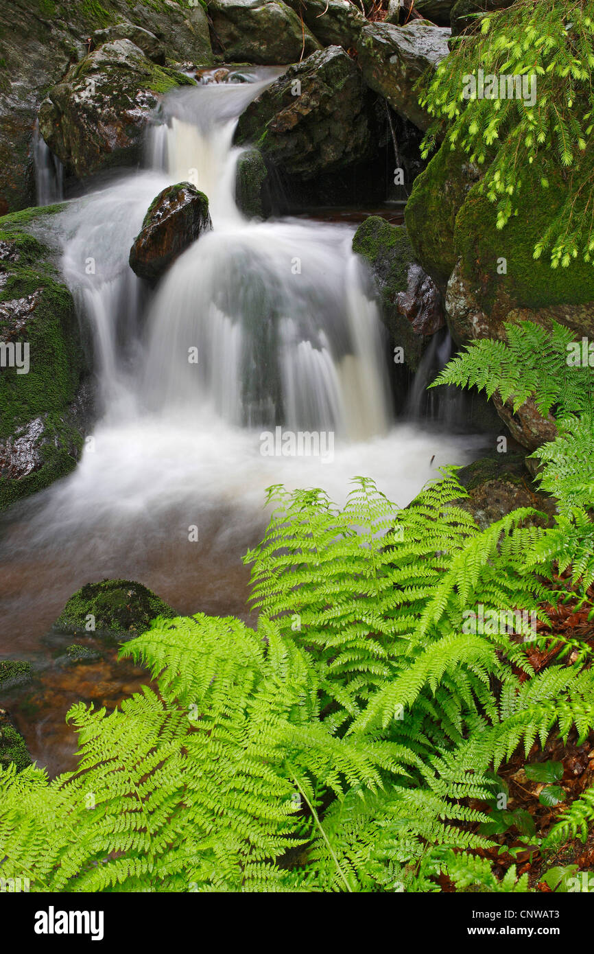 broad buckler-fern (Dryopteris dilatata), Mountain Stream Hoellbach, Germany, Bavaria, Bavarian Forest National Park Stock Photo