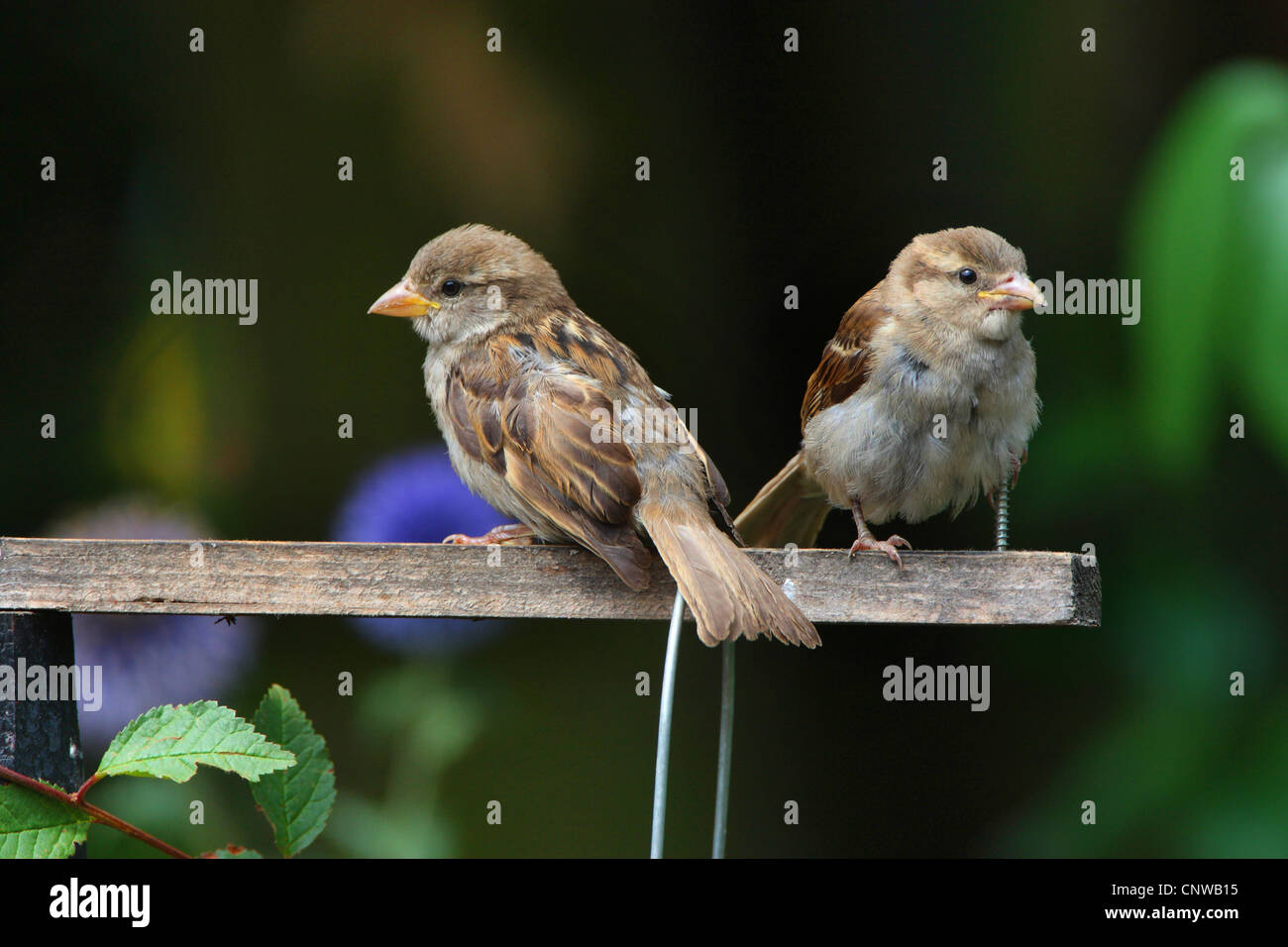 house sparrow (Passer domesticus), to individuals sitting on a wooden balustrade, Germany Stock Photo