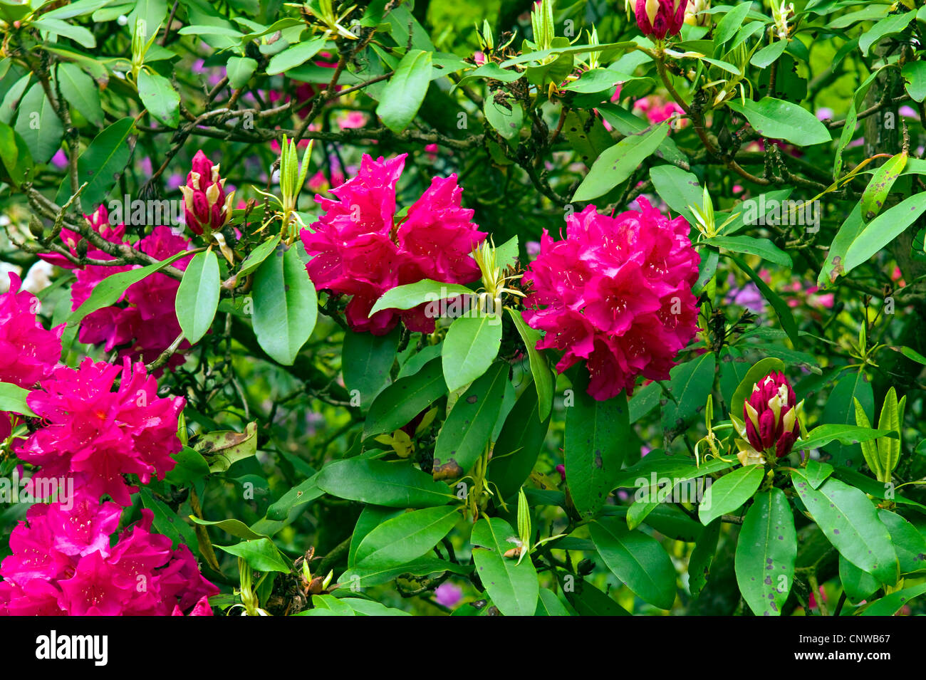 Red rhododendron flowers hi-res stock photography and images - Alamy