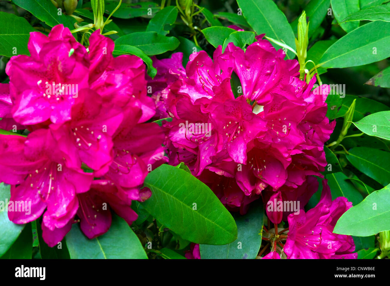 Red rhododendron flowers hi-res stock photography and images - Alamy
