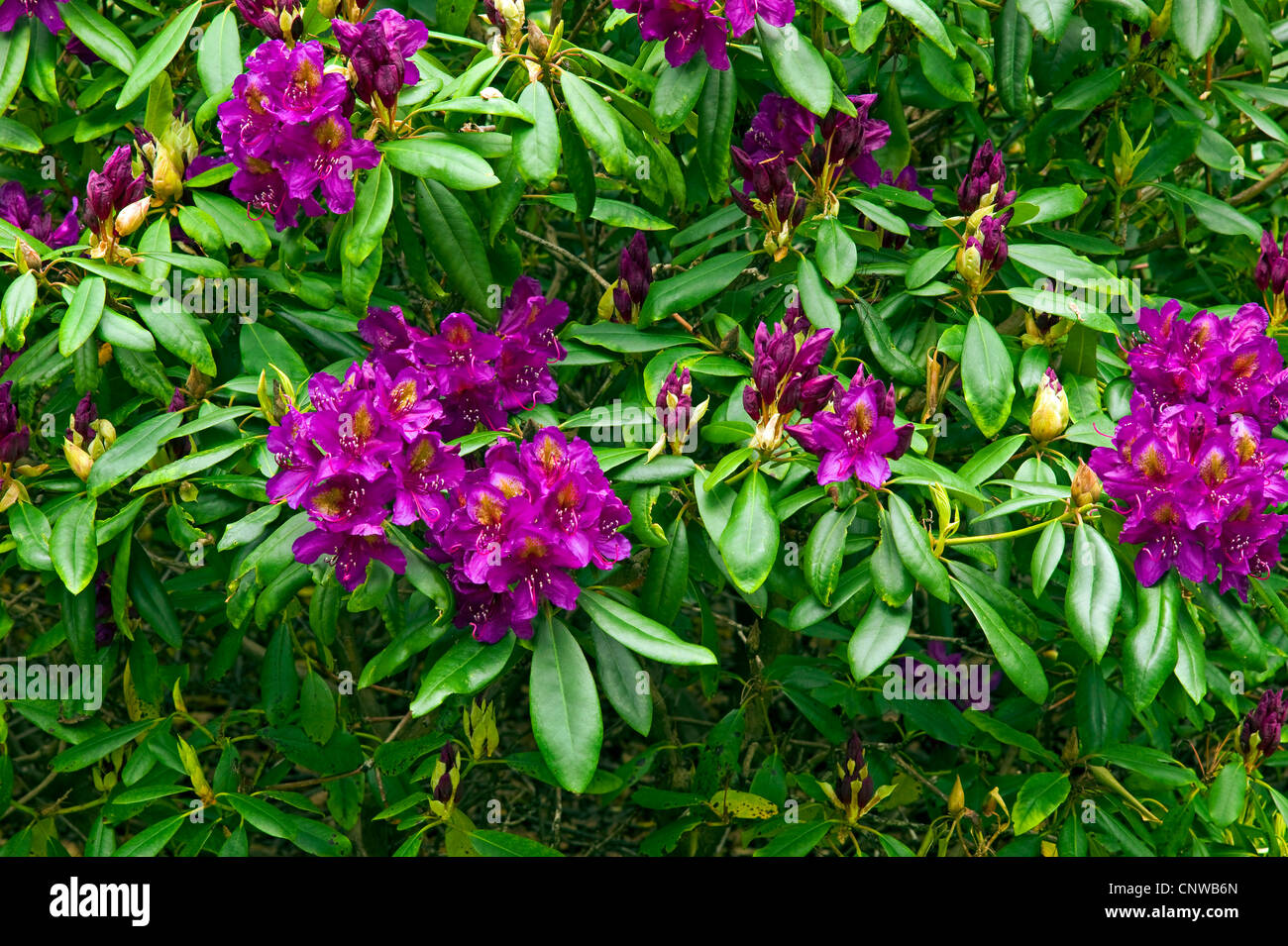 rhododendron (Rhododendron spec.), blooming Stock Photo