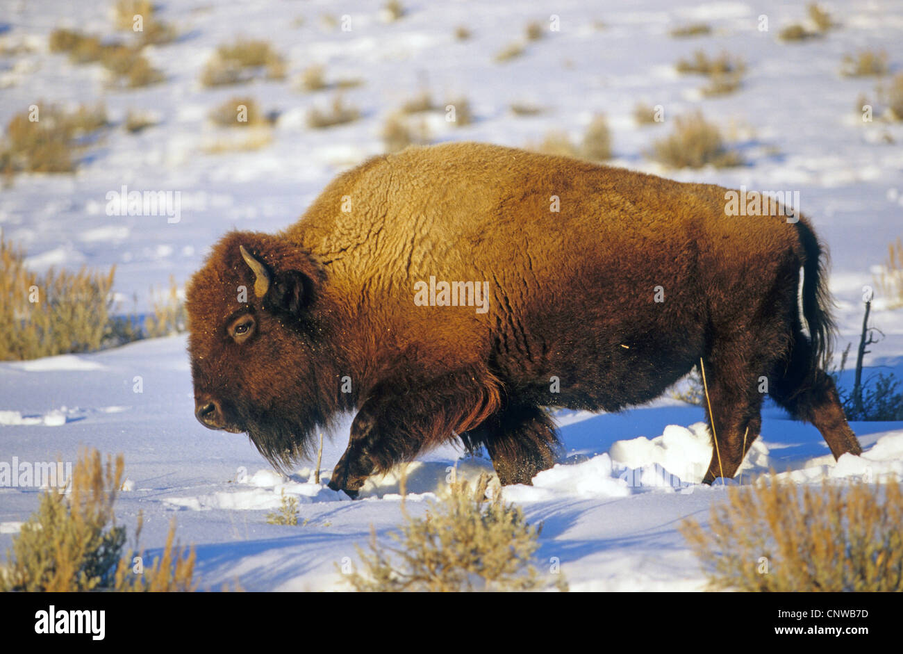 American bison, buffalo (Bison bison), in winter Stock Photo - Alamy