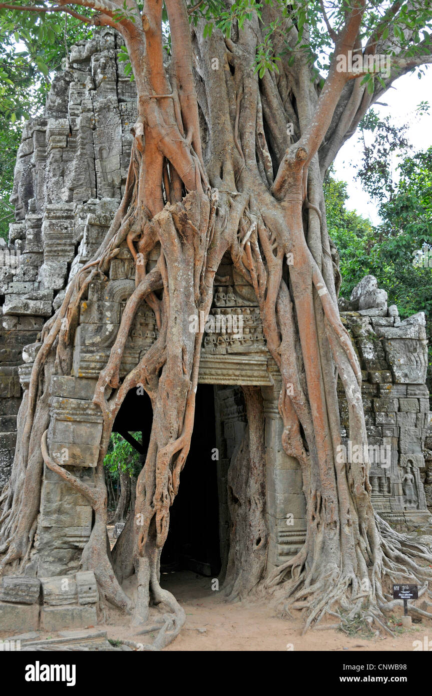 fig (Ficus altissima), tree growing on a ruin in Ta Som, Cambodia, Angkor Wat Stock Photo