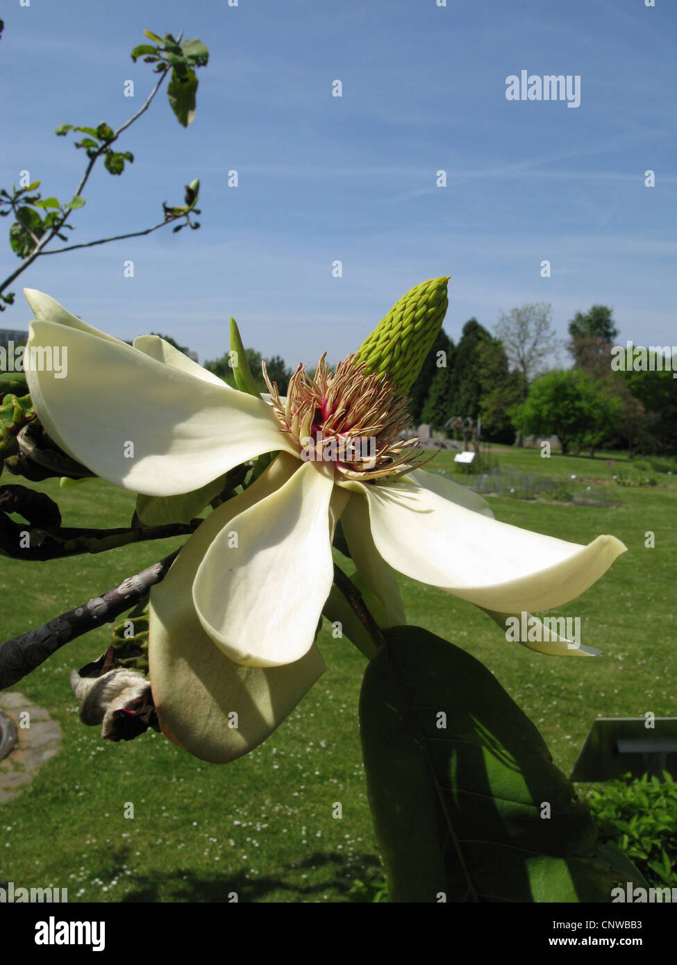 Japanese Bigleaf Magnolia, Japanese whitebark magnolia (Magnolia obovata, Magnolia hypoleuca), flower Stock Photo