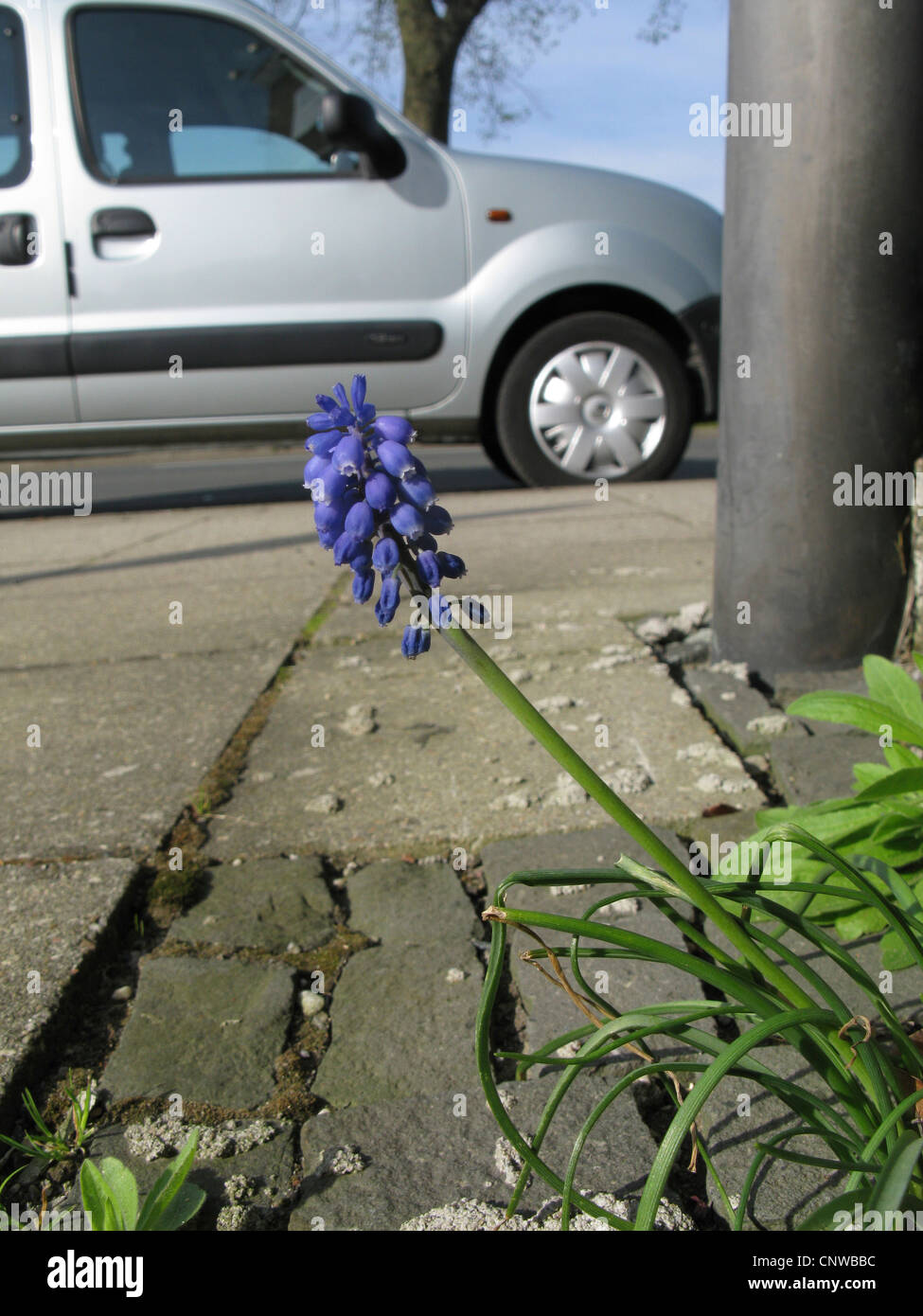 Blue Bottle, Starch Hyacinth, Grape Hyacinth (Muscari neglectum. Muscari racemosum), naturalized on a pavement, Germany, North Rhine-Westphalia Stock Photo