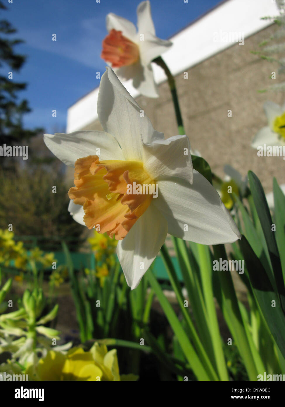 daffodil (Narcissus Accent, Narcissus 'Accent'), large-cup Daffodil, cultivar Accent Stock Photo