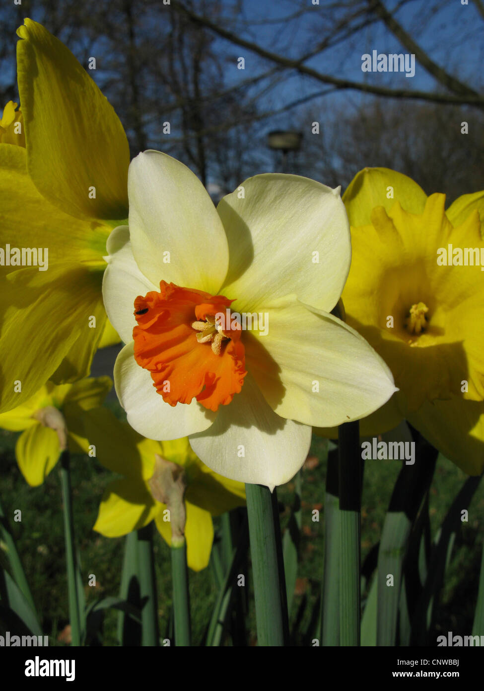 daffodil (Narcissus Barret Browning, Narcissus 'Barret Browning'), small-cup Dafodill, cultivar Barret Browning Stock Photo