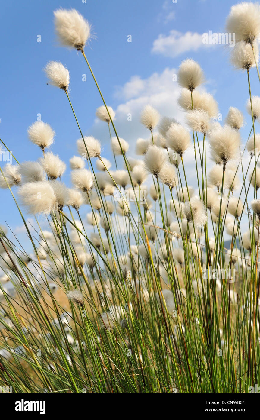 tussock cotton-grass, hare's-tail cottongrass (Eriophorum vaginatum), infructescences, Germany Stock Photo