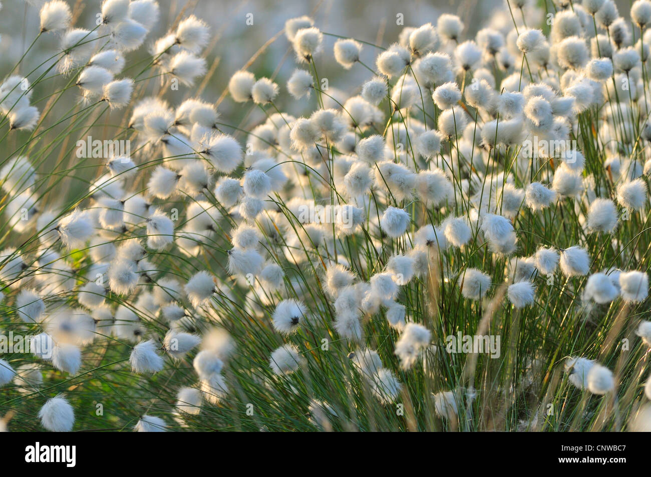 tussock cotton-grass, hare's-tail cottongrass (Eriophorum vaginatum), infructescences in evening light, Germany Stock Photo