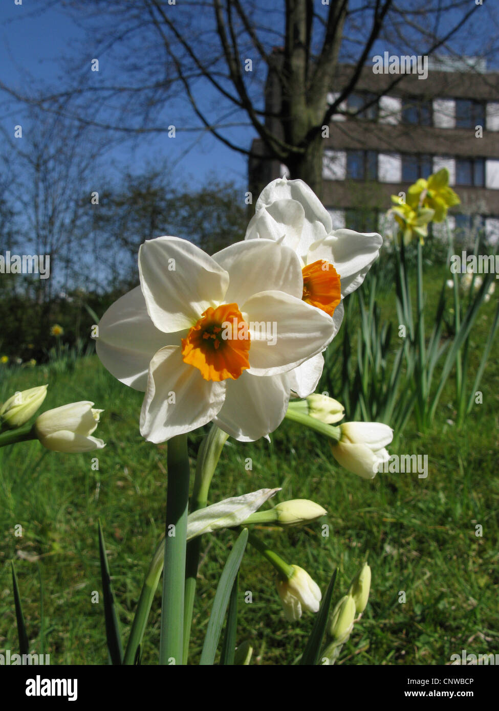 Daffodil geranium hi-res stock photography and images - Alamy