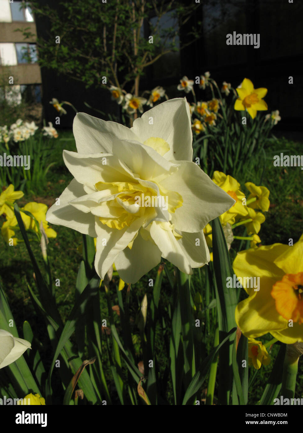 Daffodil narcissus white lion hi-res stock photography and images - Alamy