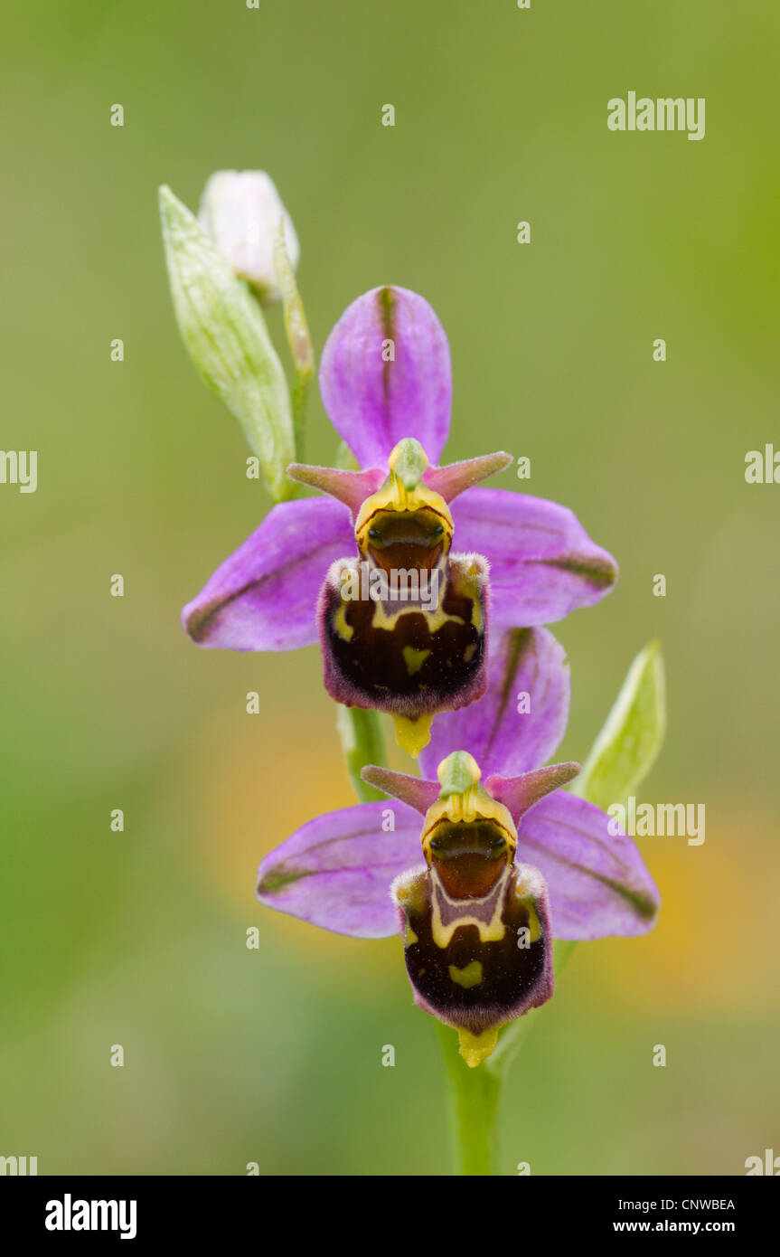 later spider orchid (Ophrys holoserica, Ophrys holosericea), blooming, Germany, Saarland Stock Photo