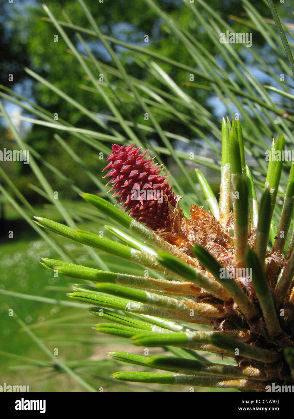 Jeffrey pine (Pinus jeffreyi), blooming female cone Stock Photo