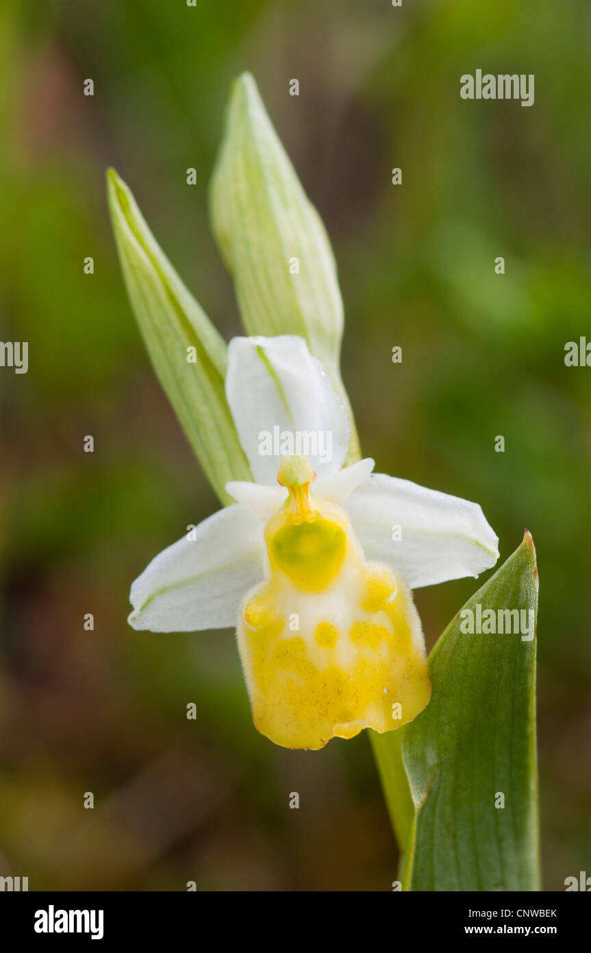 later spider orchid (Ophrys holoserica, Ophrys holosericea), white morph, Germany, Saarland Stock Photo