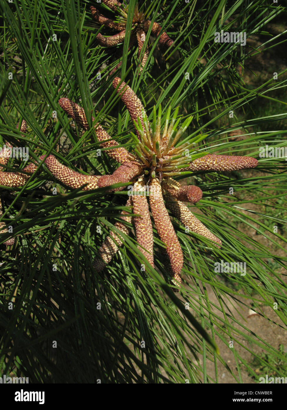 Jeffrey pine (Pinus jeffreyi), blooming male cones Stock Photo Alamy