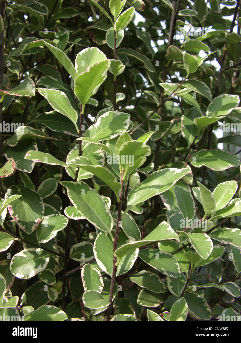 Kohuhu, Kohukohu, Black Matipo (Pittosporum tenuifolium), twigs Stock Photo