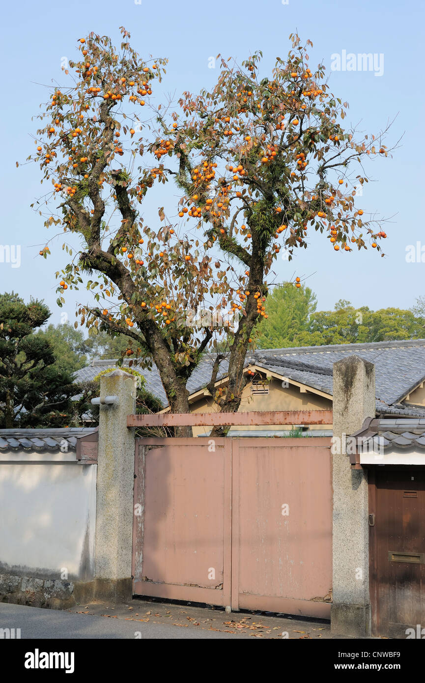 Sharon fruits hires stock photography and images Alamy