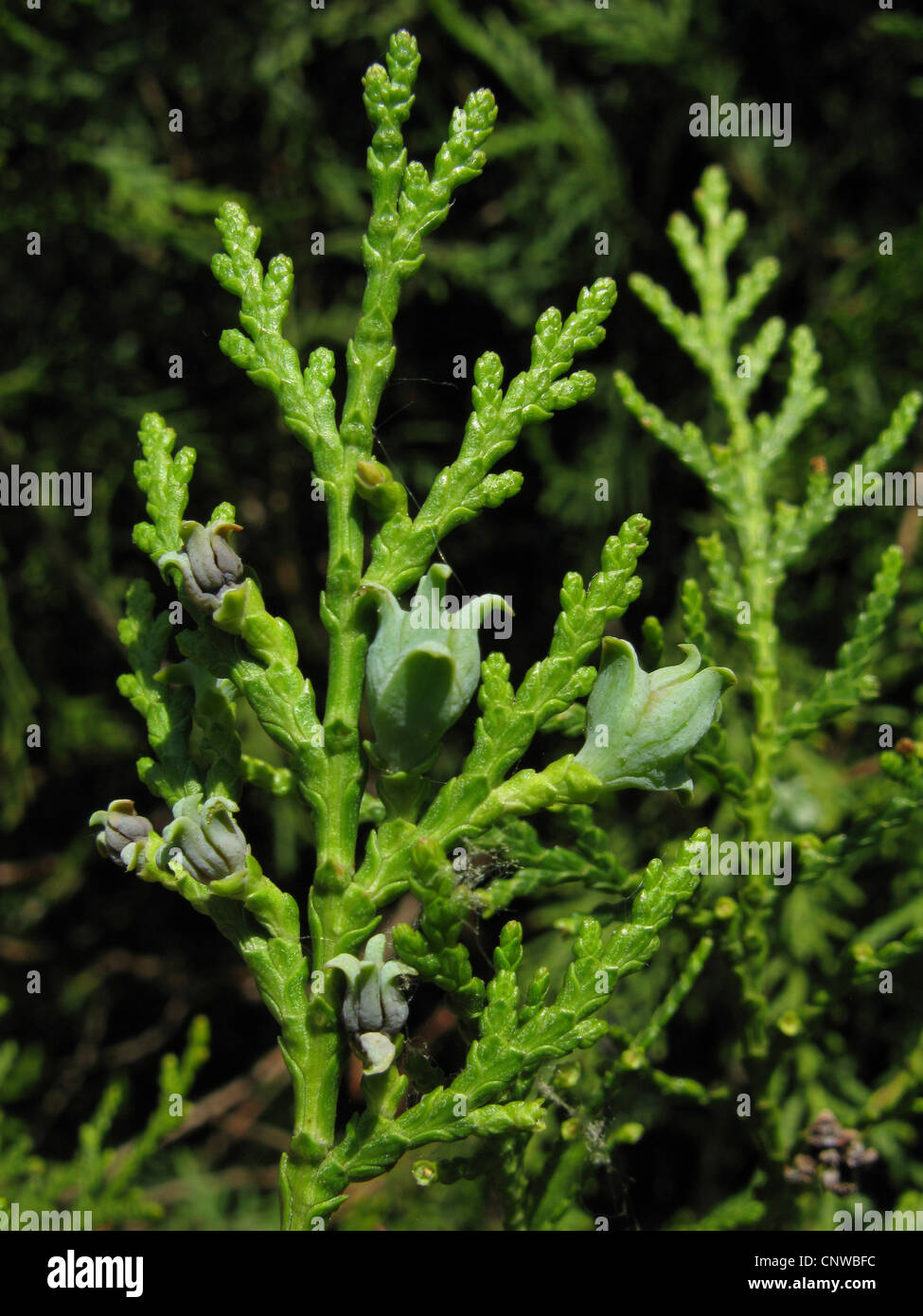 Chinese arbor vitae (Thuja orientalis, Platycladus orientalis), twig with young cones Stock Photo