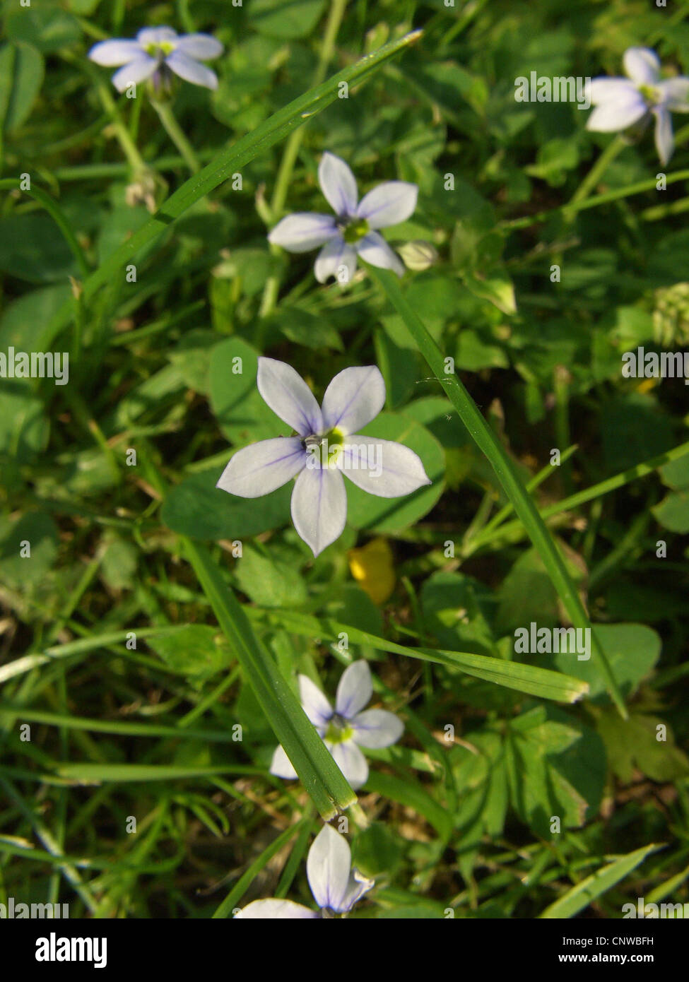 Blue star creeper hires stock photography and images Alamy